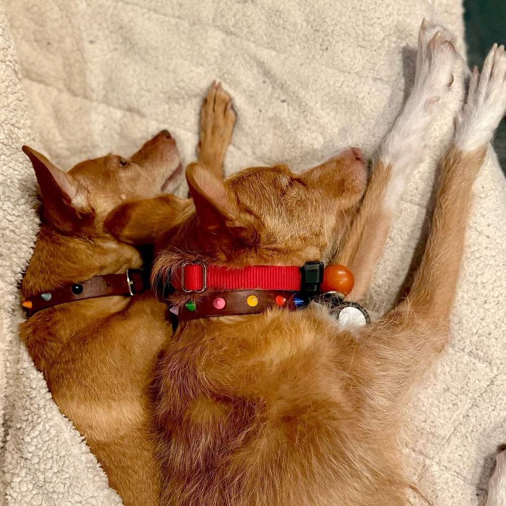 Meet your Posher, Lea